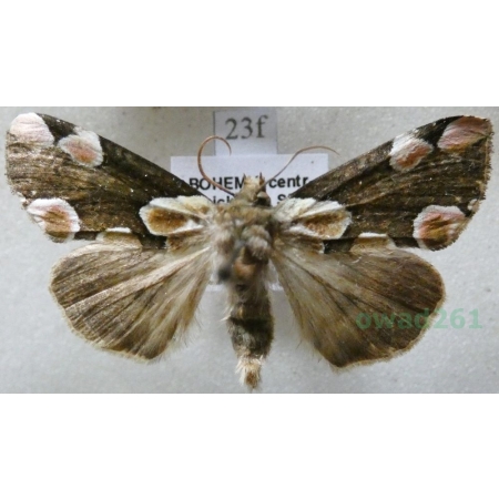 Thyatira batis (Linnaeus, 1758) Plamówka malinówka Czech23f